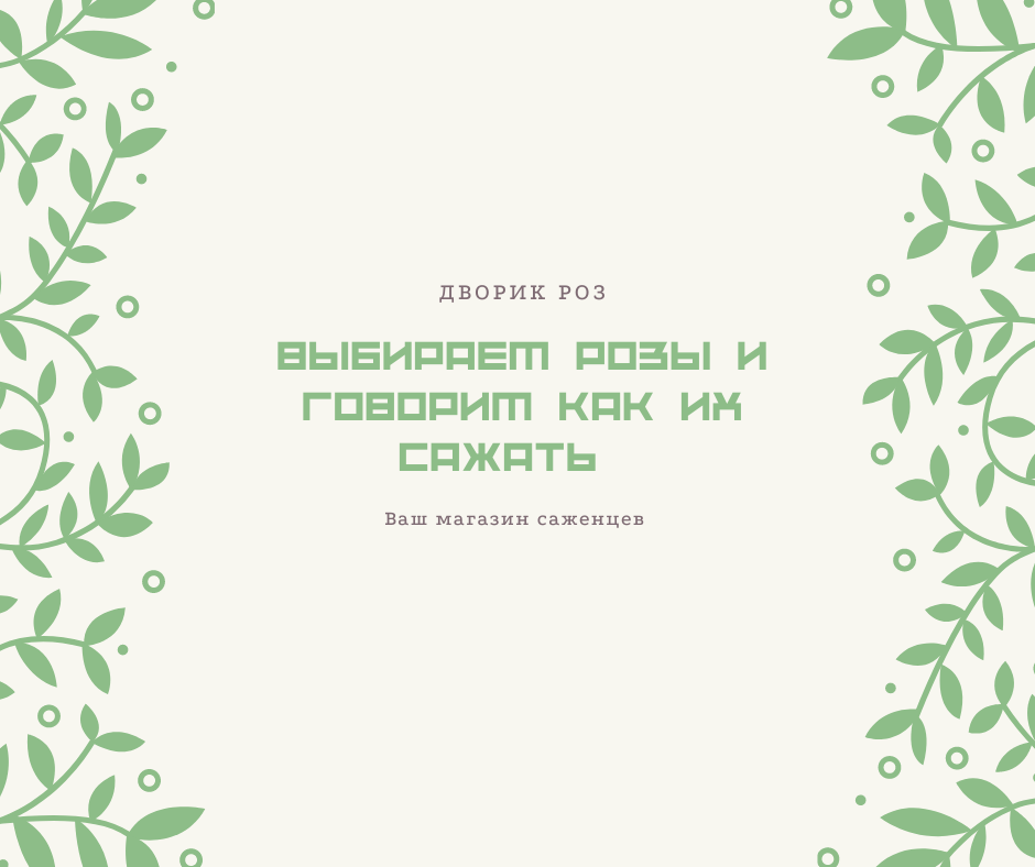 Выбор и посадка саженцев роз осенью Выбор и посадка саженцев роз осенью
