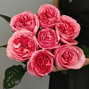 Пинк Экспрешн (Pink Expression)