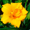 Лилейник махровый Кондилла (Condilla)