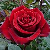 Ред Амур (Red Amour)