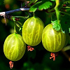 Крыжовник Малахит