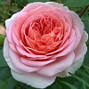Абрахам Дерби (Abraham Darby)