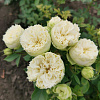 Бланшет (Blanchette)