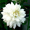 Клематис Дачес оф Эдинбург (Duchess of Edinburgh)