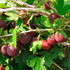 Крыжовник Финик