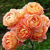 Леди оф Шалот (Lady of Shalott)